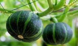 极品少箩皇吃瓜,吃瓜群众眼中的宫廷风云