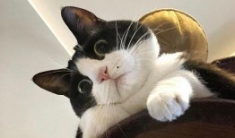 吃c瓜的猫头像,揭秘吃瓜猫的趣味生活