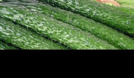 吃刺瓜好吗,刺瓜营养价值与食用益处解析