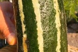 有没有吃瓜的人,揭秘吃瓜与不吃瓜的人生百态