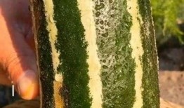 有没有吃瓜的人,揭秘吃瓜与不吃瓜的人生百态