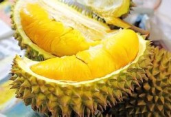 帕姆尼吃瓜,揭秘娱乐圈的甜蜜与苦涩