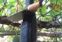 大爷吃瓜的图片,夏日休闲生活写照
