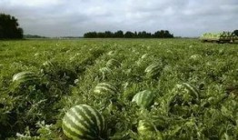 江西南昌吃瓜,夏日美食盛宴一网打尽