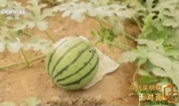 普通的吃瓜人士