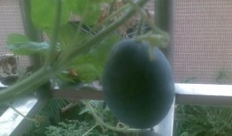 定州阳台吃瓜,揭秘吃瓜群众的欢乐时光