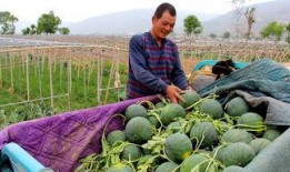 宁蒗县吃瓜群众