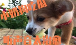 吃瓜被打的狗狗,引发网友热议