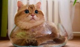 吃c瓜的猫头像,揭秘吃瓜猫的趣味生活