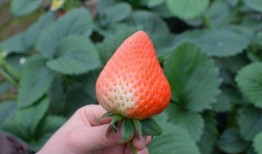 草莓吃瓜前线,揭秘娱乐圈最新热点事件