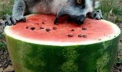 吃瓜的猹aires,一场网络热词背后的文化现象