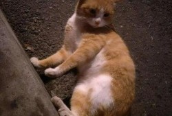 带你吃瓜橘猫,带你领略橘猫的“吃瓜”风采