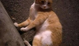 带你吃瓜橘猫,带你领略橘猫的“吃瓜”风采