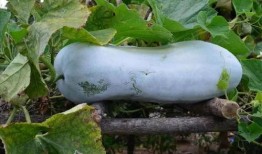 全身都是戏吃瓜