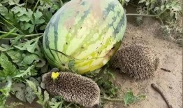 瓜田吃瓜的视频,一场别开生面的吃瓜盛宴