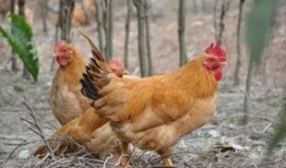 病鸡吃瓜,瓜果助力健康之旅