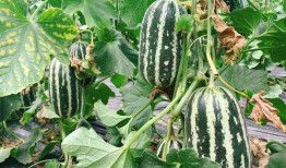 运城蔡娜吃瓜,揭秘背后真相与网友热议