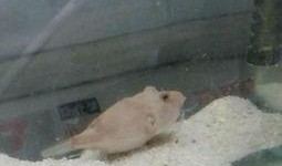 狗头吃瓜11,揭秘网络热梗背后的趣味与思考