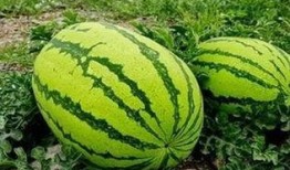 高蓬镇吃瓜,瓜香四溢，品味夏日田园风情