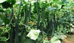 棱角瓜什么季节吃最好,秋季享用棱角瓜的最佳时节