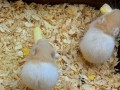 仓鼠吃茭瓜么