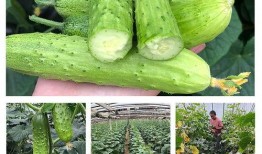 怀孕可以吃摘瓜,安全享用摘瓜的甜蜜滋味