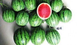 甜蜜 上市 吃瓜啦,吃瓜群众狂欢时刻！