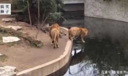 带你吃瓜老狮,揭秘带你吃瓜老狮的传奇故事