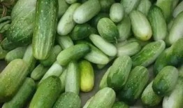 云南土瓜咋吃,云南土瓜的独特食法探秘