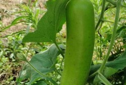 糖人吃瓠子瓜,传统技艺焕新颜