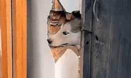 狗头吃瓜11,揭秘网络热梗背后的趣味与思考