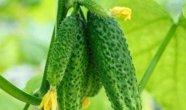 吃刺瓜好吗,刺瓜营养价值与食用益处解析