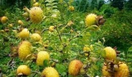 云南土瓜咋吃,云南土瓜的独特食法探秘
