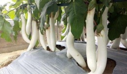 杨瓜发芽可以吃吗,能否食用揭秘