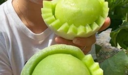 吃不熟的玉菇瓜,探寻美味背后的秘密