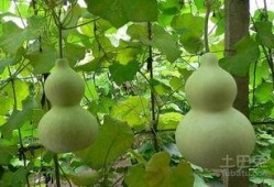 吃葫芦瓜要去心吗,食用前的必知细节