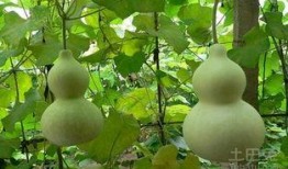 吃葫芦瓜要去心吗,食用前的必知细节