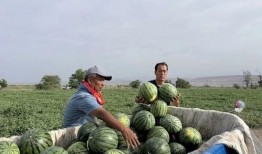 西岗吃瓜,揭秘当地特色美食背后的故事