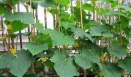 华百吃瓜,揭秘娱乐圈幕后故事