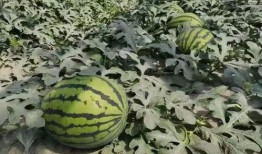 准备吃全瓜,尽享美味与营养的完美融合