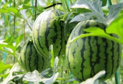 瓜地吃瓜新鲜采摘,尽享新鲜美味