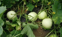 吃世界最甜的瓜,探寻全球最甜瓜果之旅