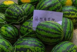 带你吃瓜之宿舍