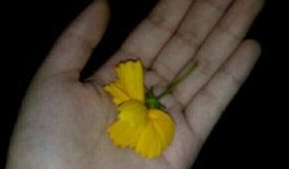 网友吃瓜视频素材,娱乐圈幕后真相大曝光