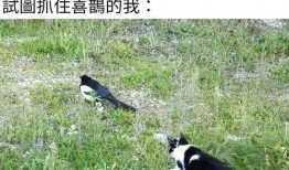 吃瓜忘了自己没钱,钱包空空忙