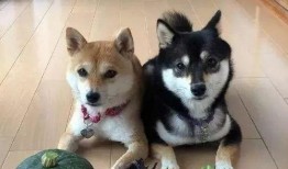 带你吃瓜野生狗狗,野生狗狗的“吃瓜”生活