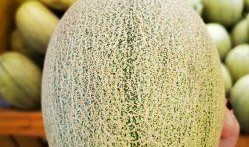 网格蜜瓜怎么吃,解锁夏日清新美味