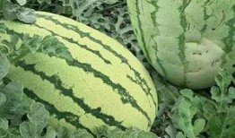 银川花式吃瓜事件视频,一场别开生面的街头美食盛宴