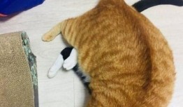 带你吃瓜橘猫,带你领略橘猫的“吃瓜”风采