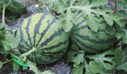 吃瓜直播水蜜桃,吃瓜直播，水蜜桃的甜蜜诱惑